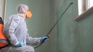 Removing mold.A professional disinfector cleans and sprays the area with an antimicrobial treatment to prevent mold from coming back in house